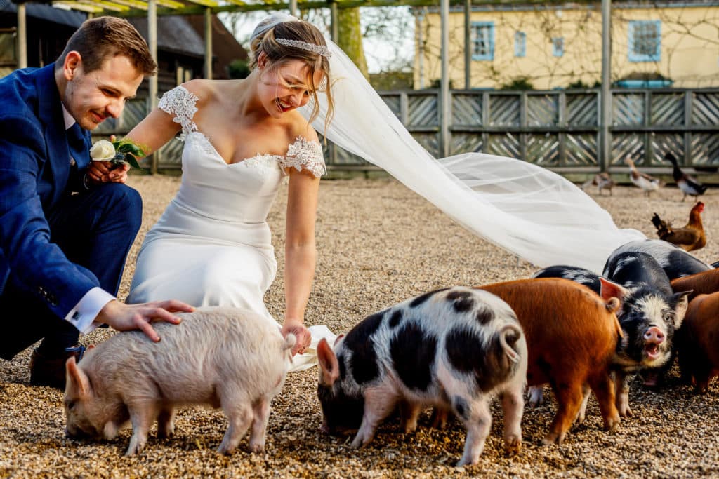 Lina and Tom Wedding Photography Bride and Groom at South Farm with Piglets