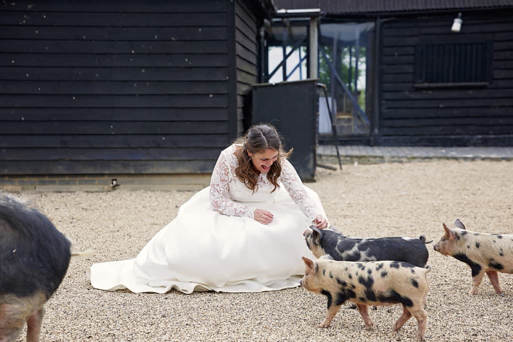 Bride with piglets at farm wedding venue on wedding day