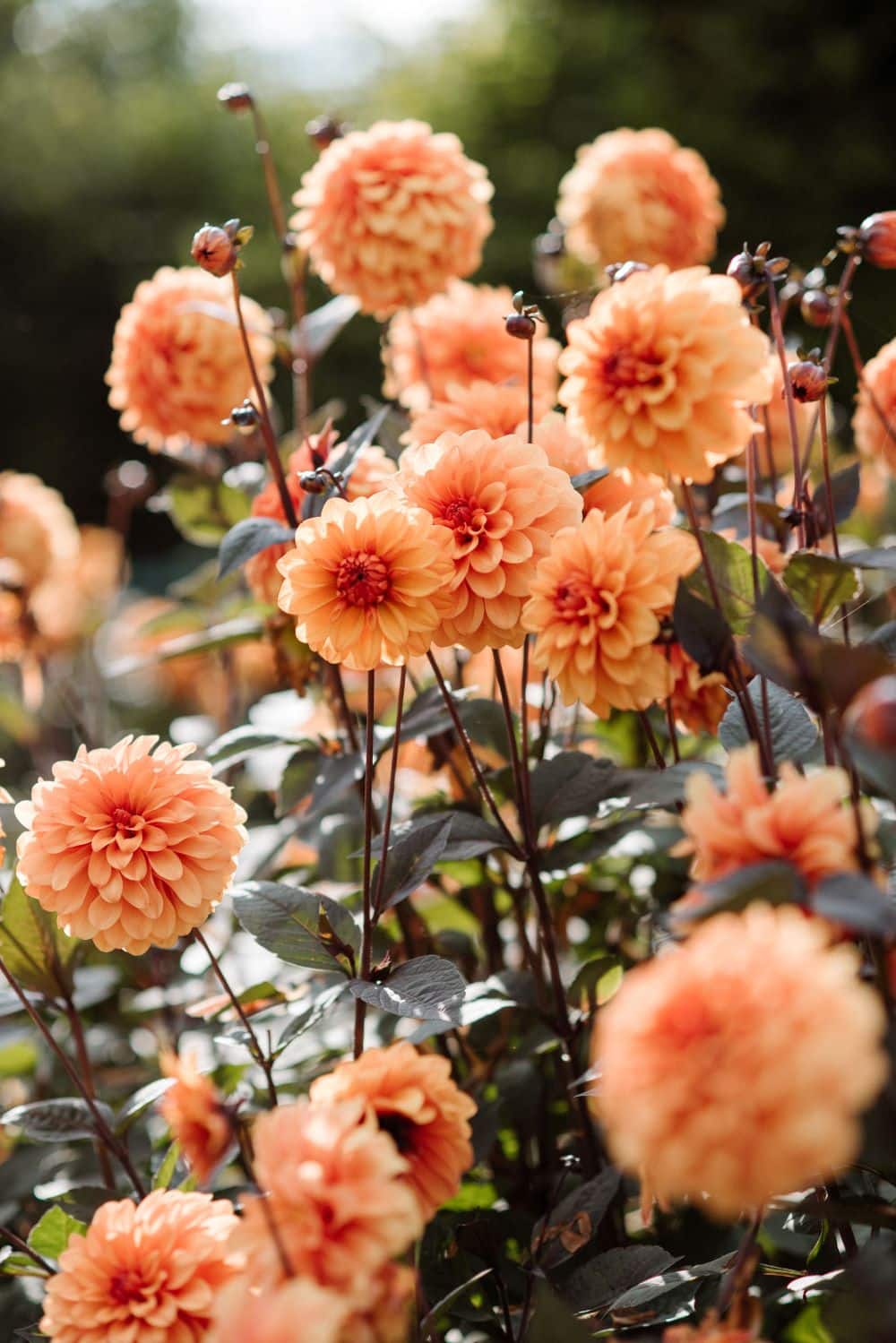 Beautiful Peach coloured Dahlias on sunny day at garden wedding venue