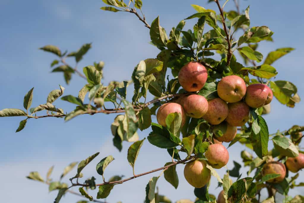 Hone Grown Apples Farm Wedding