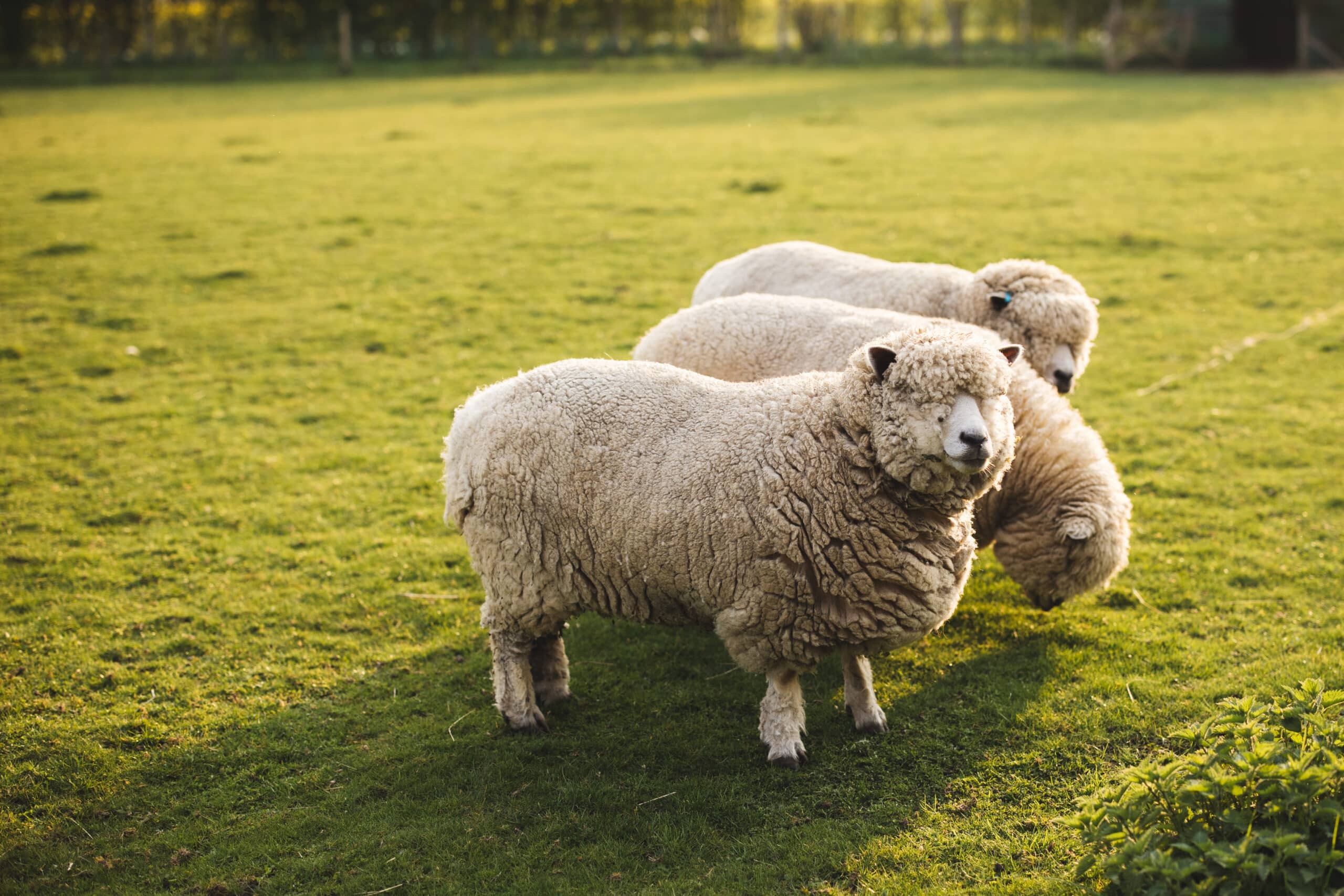 Woolly sheep in the meadow enjoying the warm spring sunshine at South Farm wedding venue