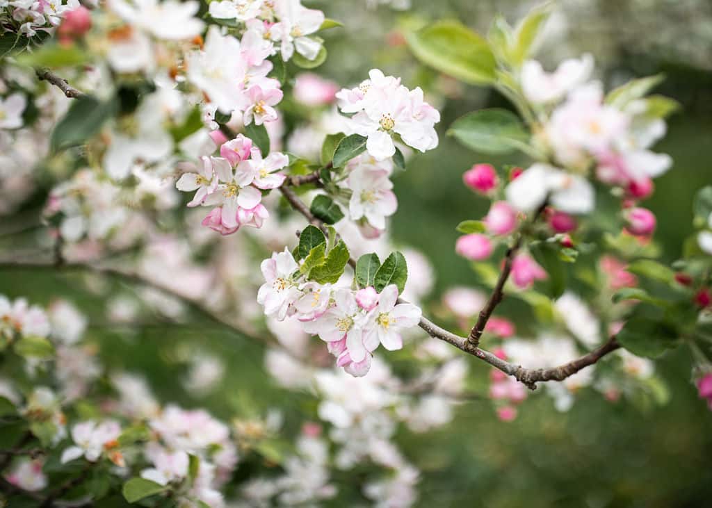 Spring wedding at country house wedding venue