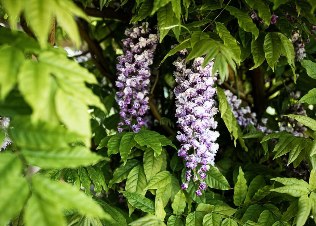 Bright purple Wisteria on the Garden Terrace at outdoor wedding venue