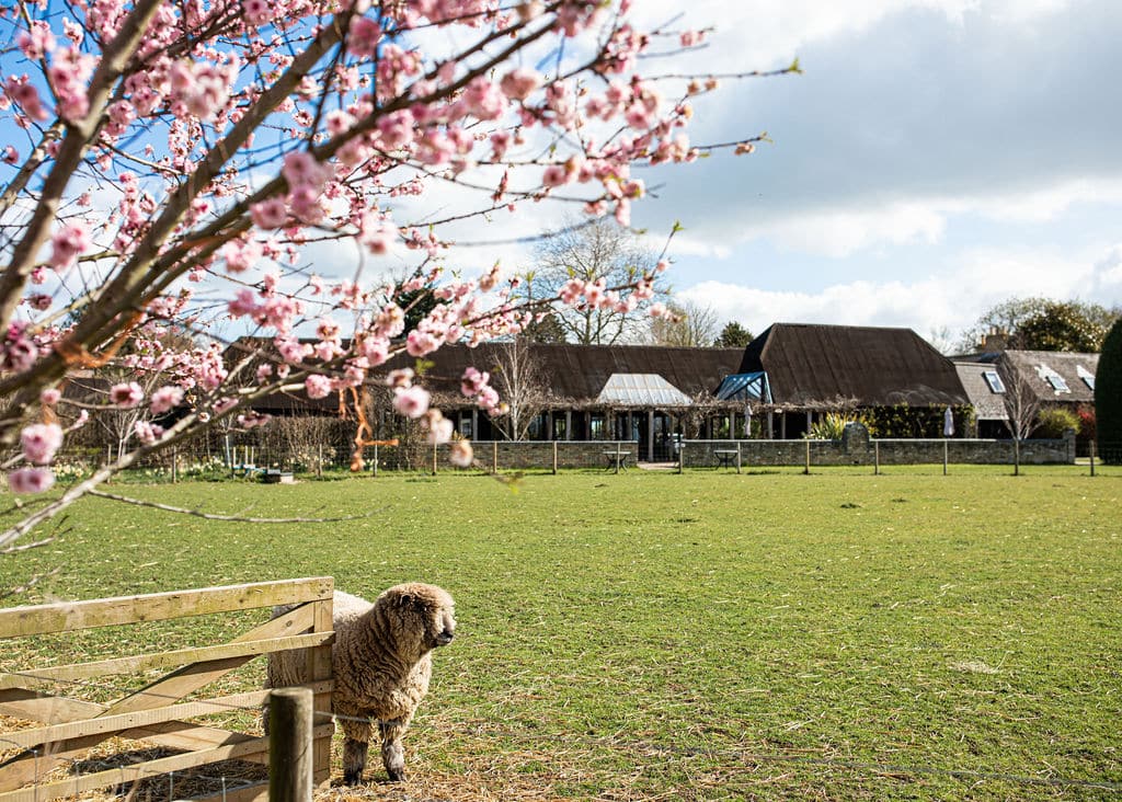 South Farm sheep in the meadow at Spring time with blossoms