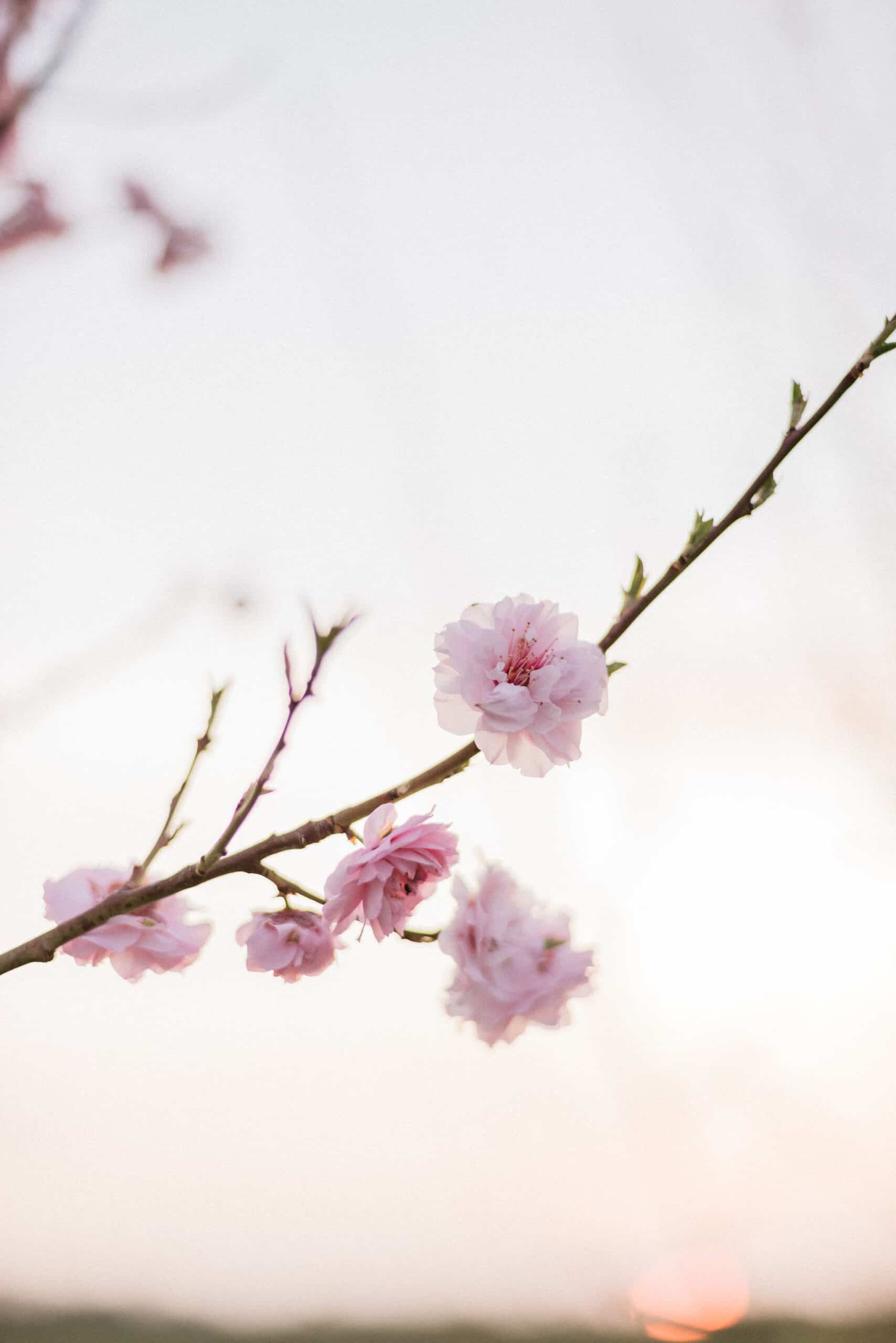 Pink blossoms at Garden Wedding Countryside Venue