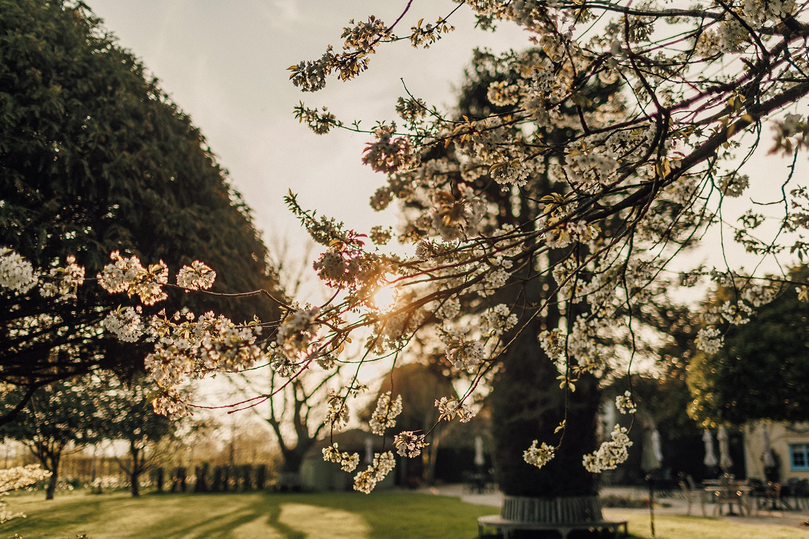 White blossoms in the arboretum at eco-friendly wedding venue in Hertfordshire
