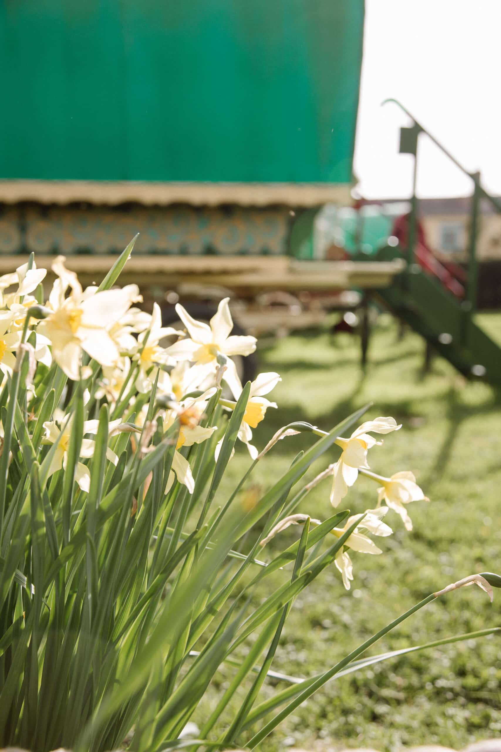 Bright yellow daffodils in front of the charming and quirky caravans at countryside wedding venue in Hertfordshire
