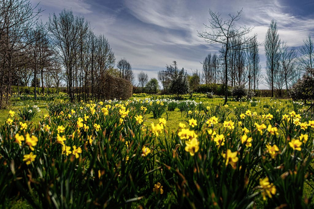 Bright yellow Spring daffodils at outdoor sustainable wedding venue
