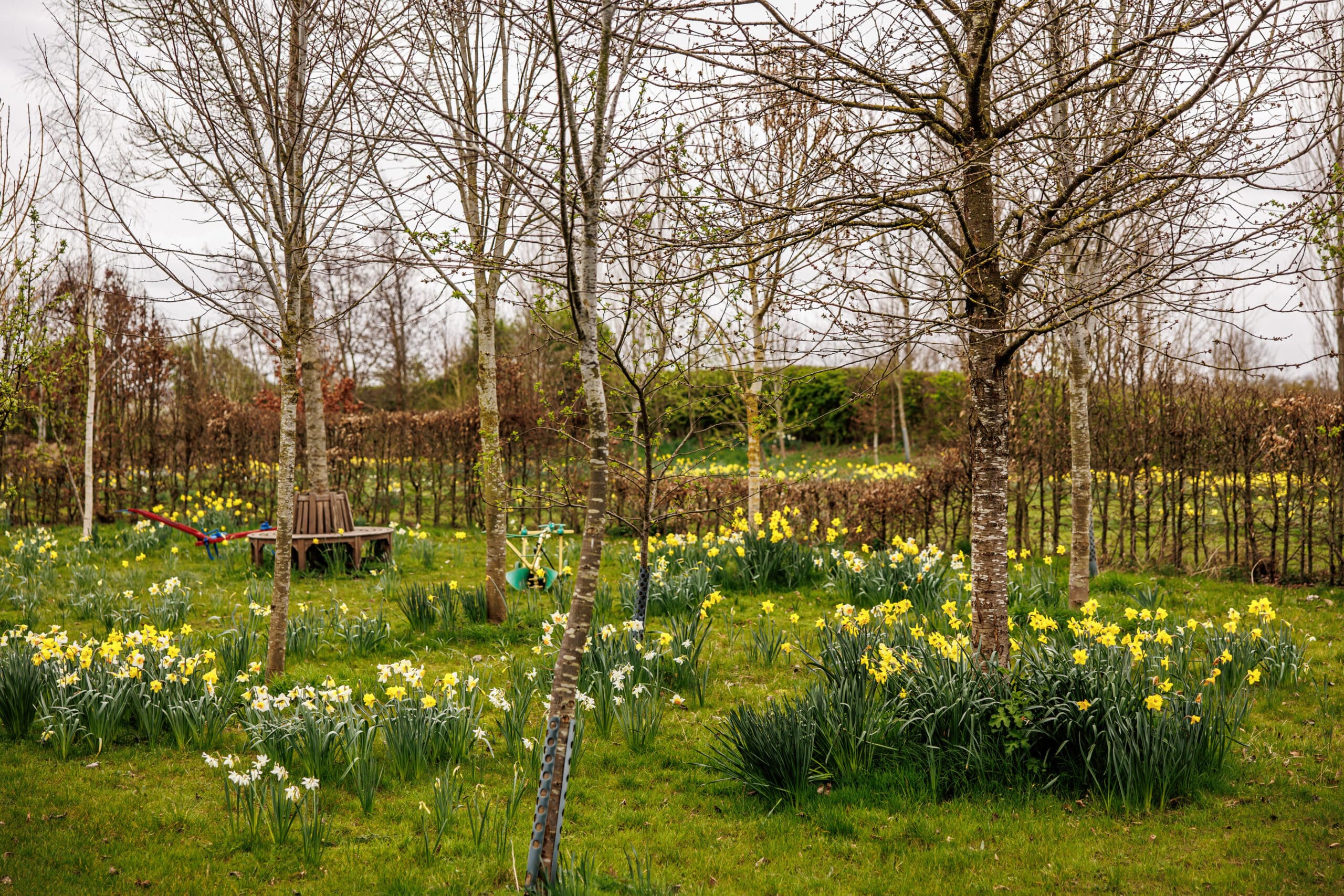 Field full of daffodils and trees at Spring wedding venue