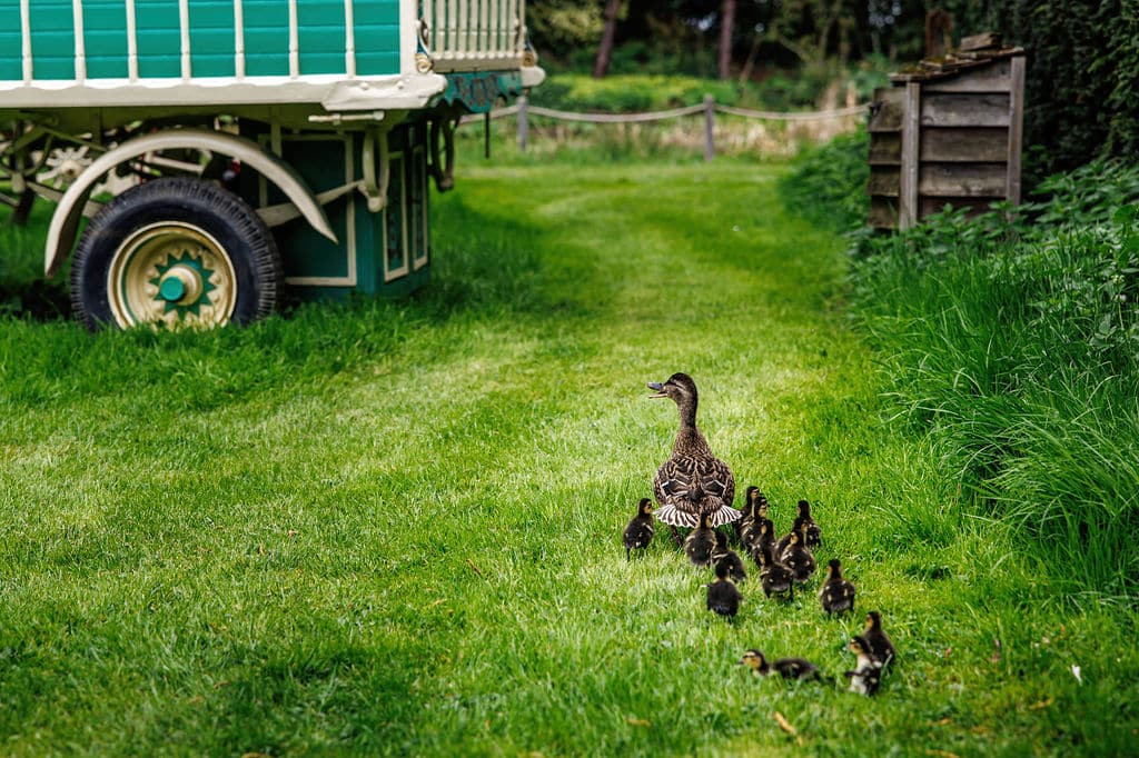 Mummy duck and her ducklings at the back of the charming Romany Caravans at barn wedding venue