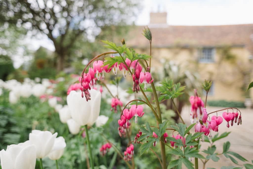 Spring Tulips and flowers at South Farm Cambridgeshire Barn Wedding Venue