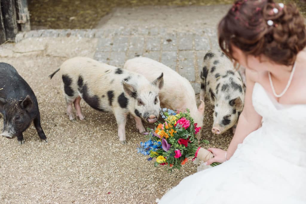 Bride with colourful Spring bouquet and piglets at farm wedding venue
