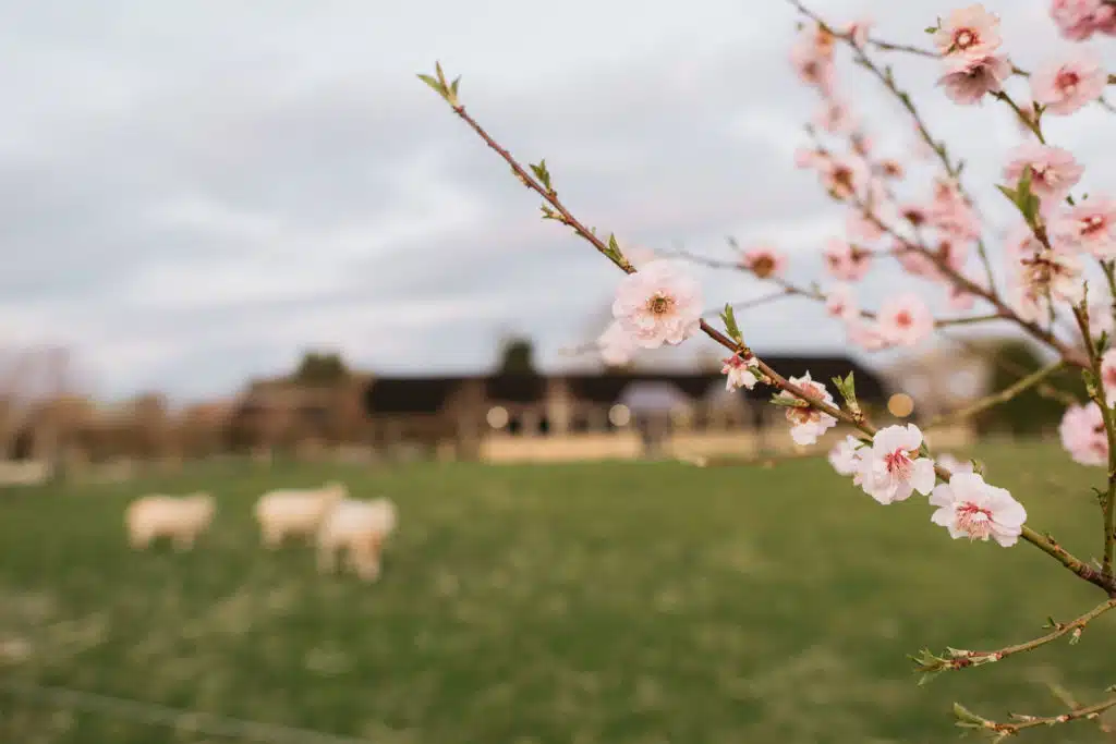 Blossom on the farm at rustic wedding venue