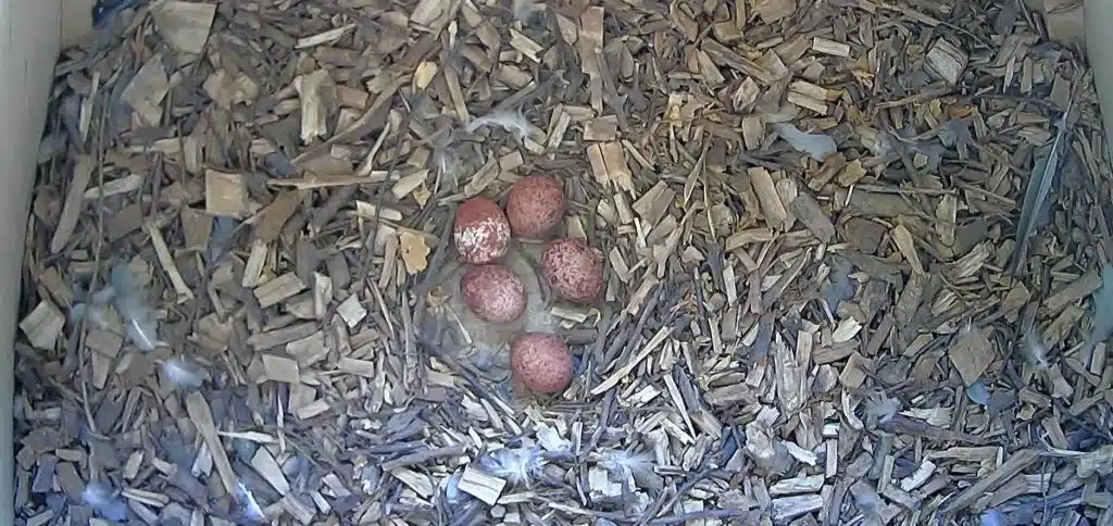 Five Kestrel Eggs in Nesting Box