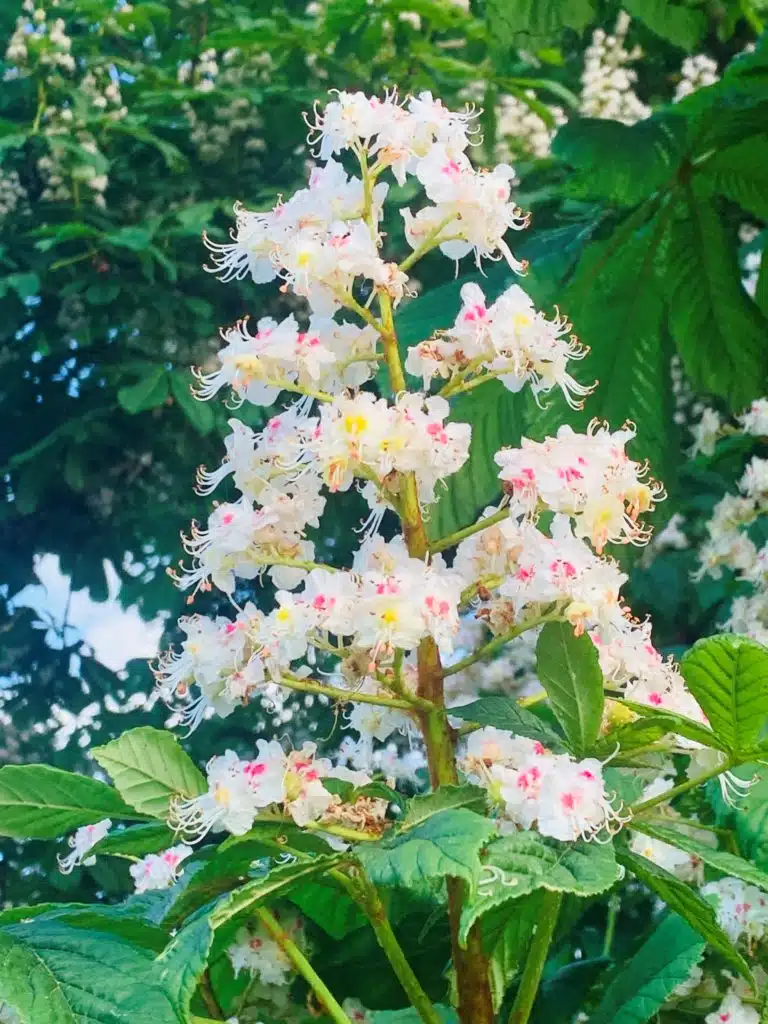 South-Farm-Wedding-Venue-Conker Tree in bloom