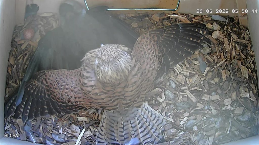 Kestrel protects eggs in nest box from Jackdaw intruder 
