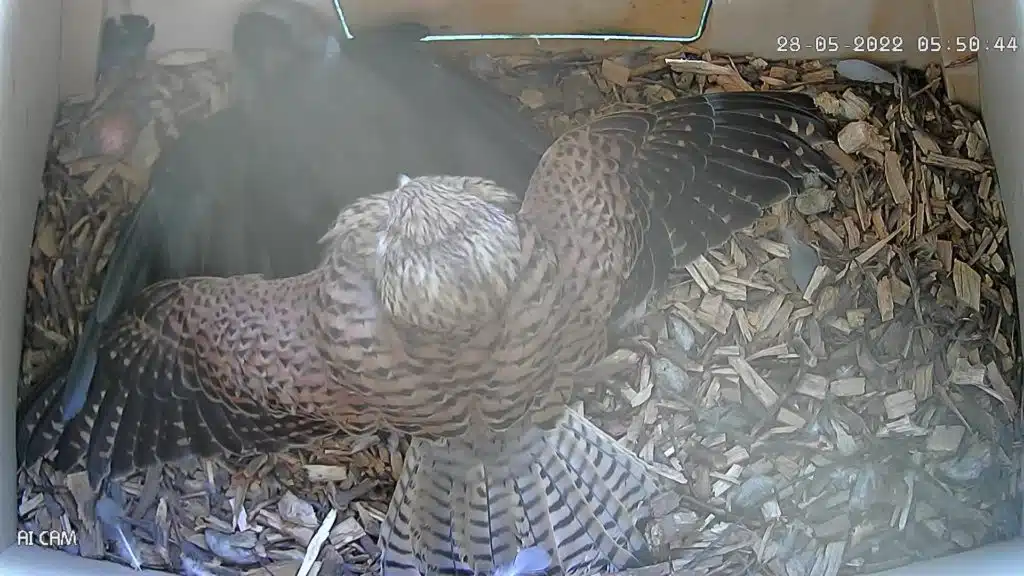 Kestrel protects eggs in nest box from Jackdaw intruder