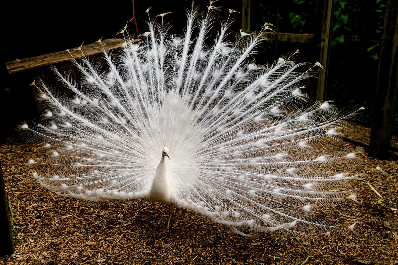White Peacock at Farm Wedding Venue displaying his tail feathers 
