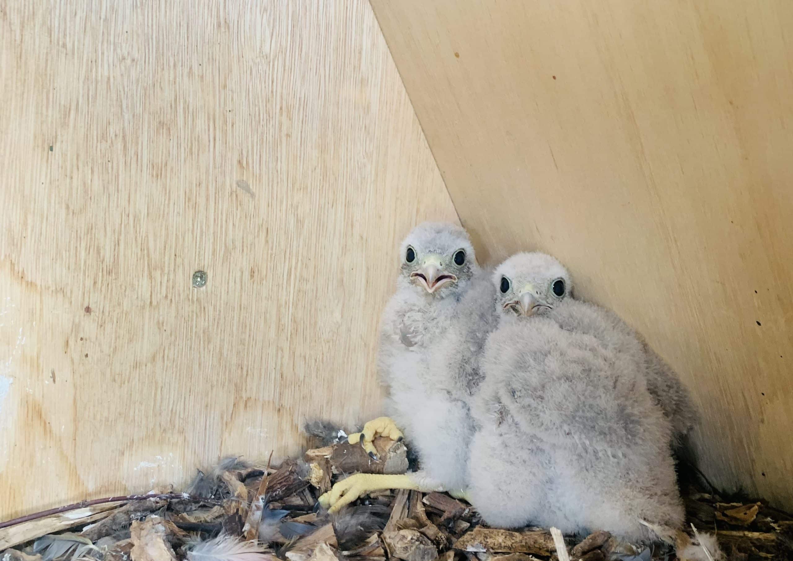 Kestrel Chicks in nesting box