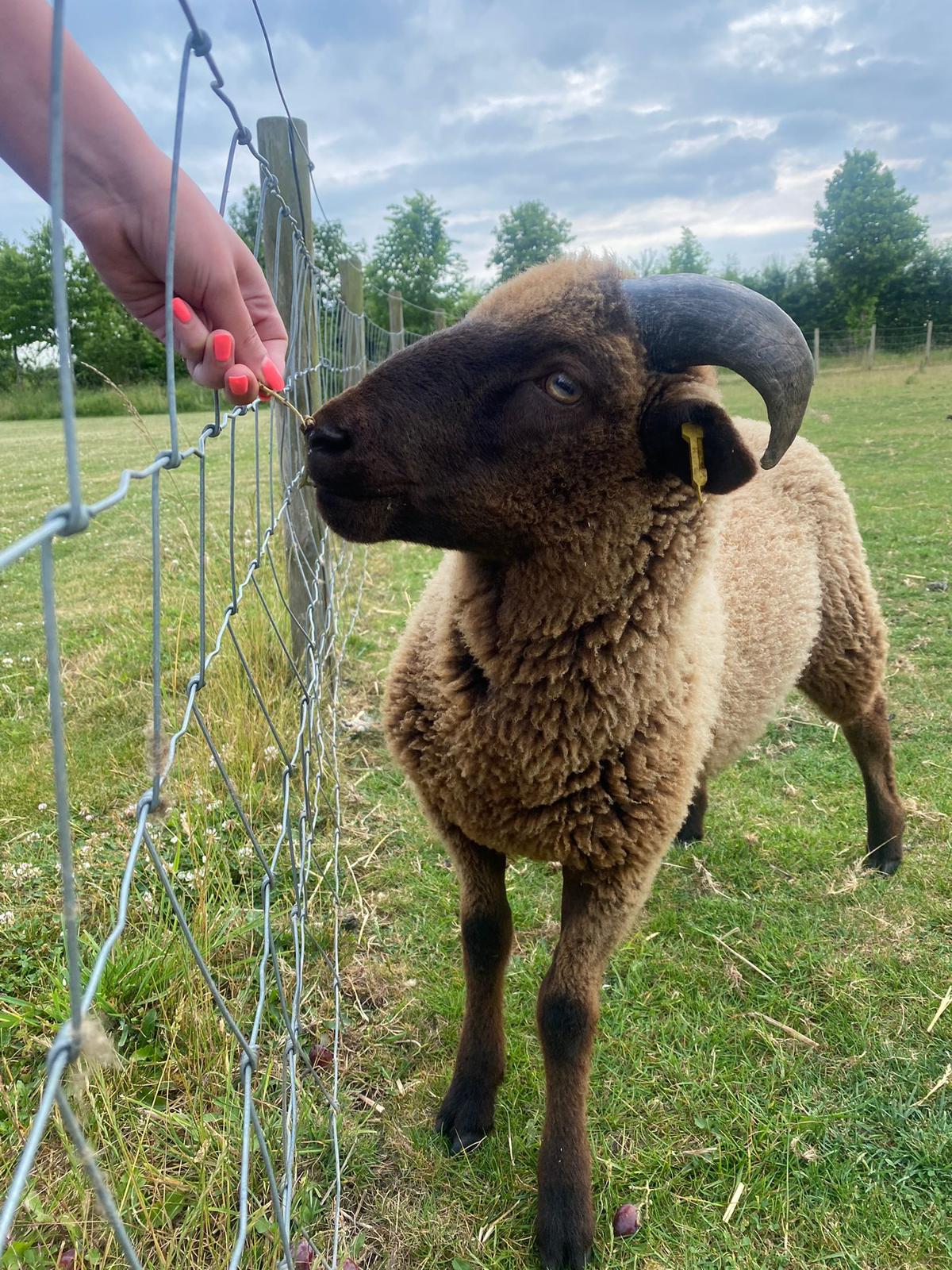 lamb being hand fed at South Farm farm wedding venue