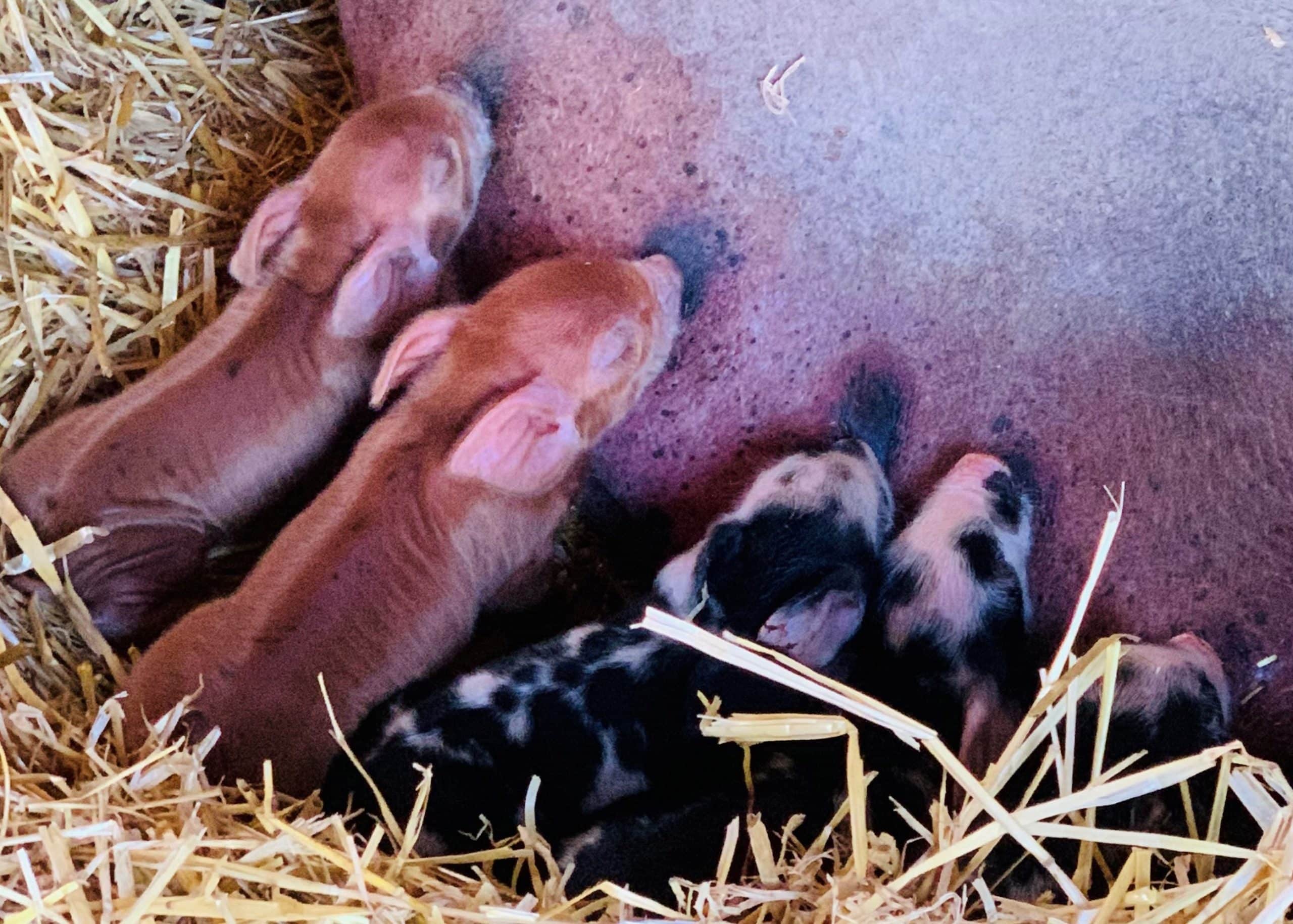 Tiny Piglets feeding from their mum