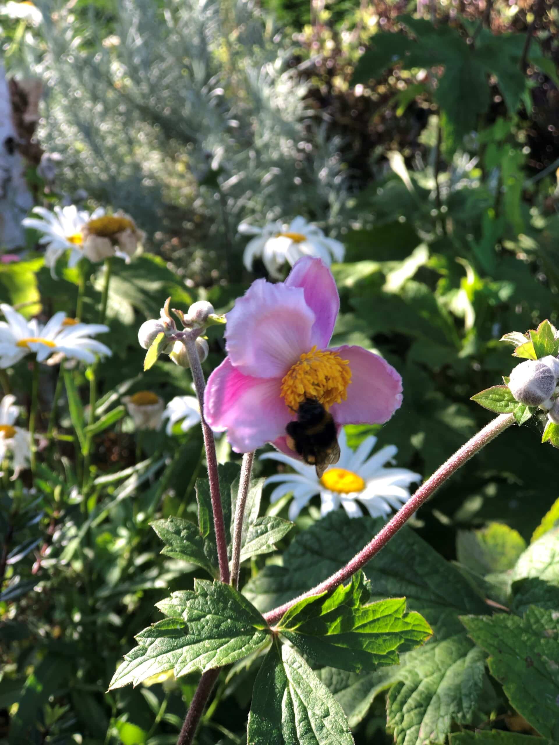 Pink Japanese Anemone in summer garden