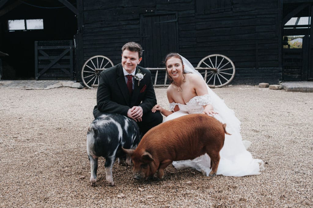 Bride and Groom with piglets at Farm Wedding Venue