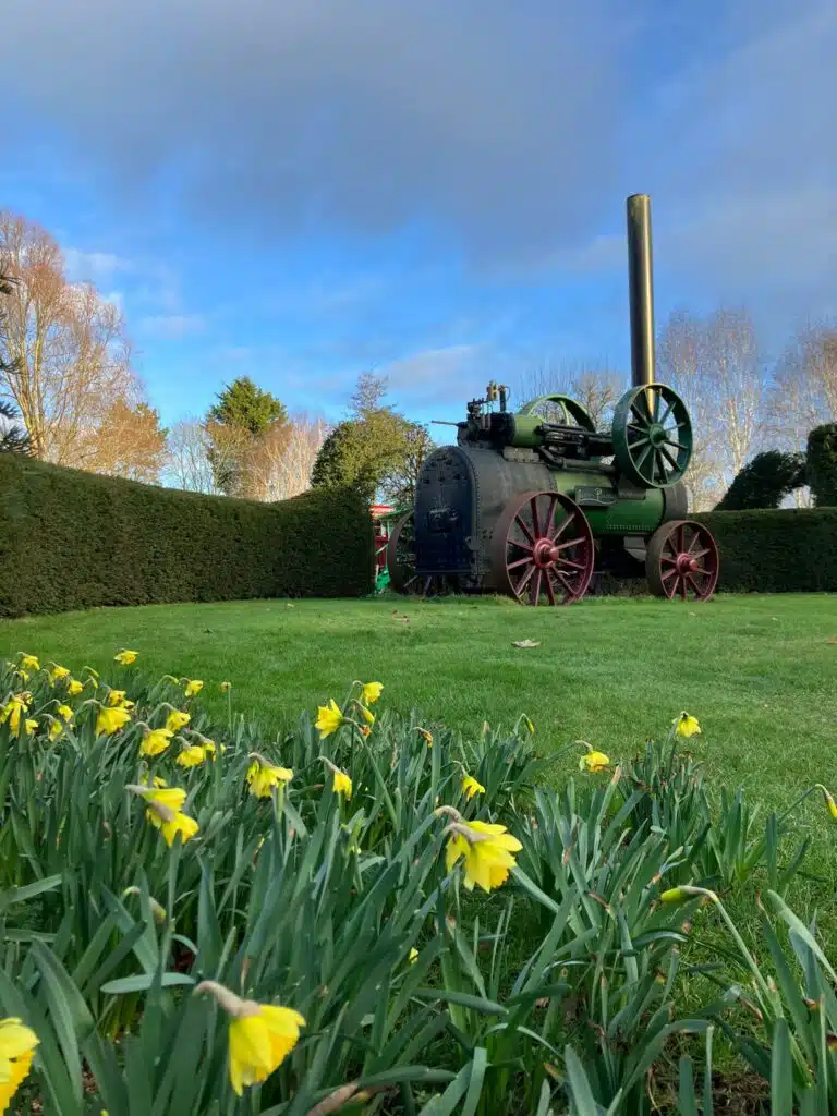 Spring Daffodils at South Farm Wedding Venue under a blue sky