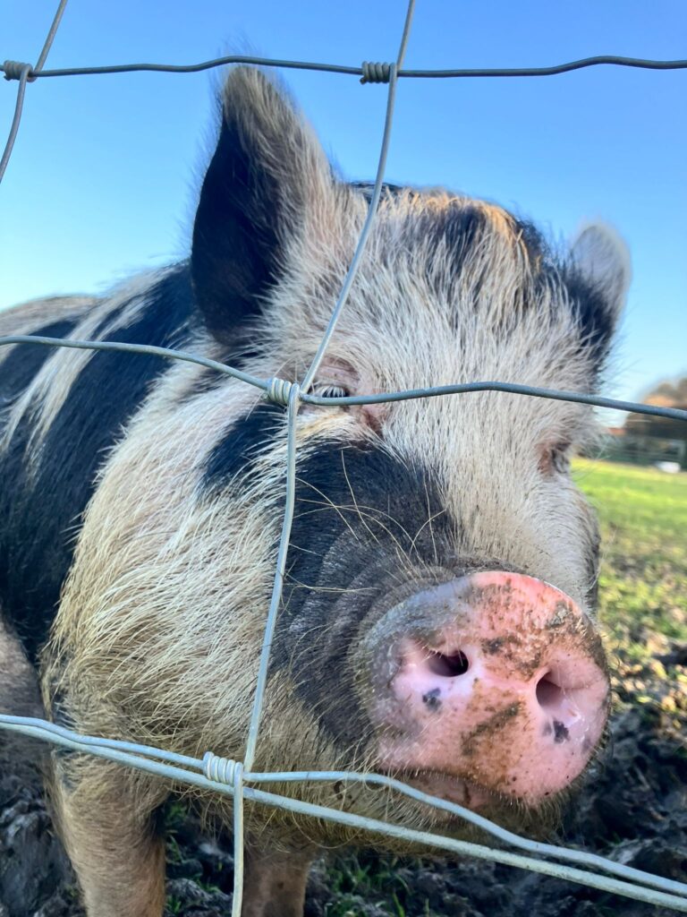 Pig at South Farm pokes his nose through the fence 