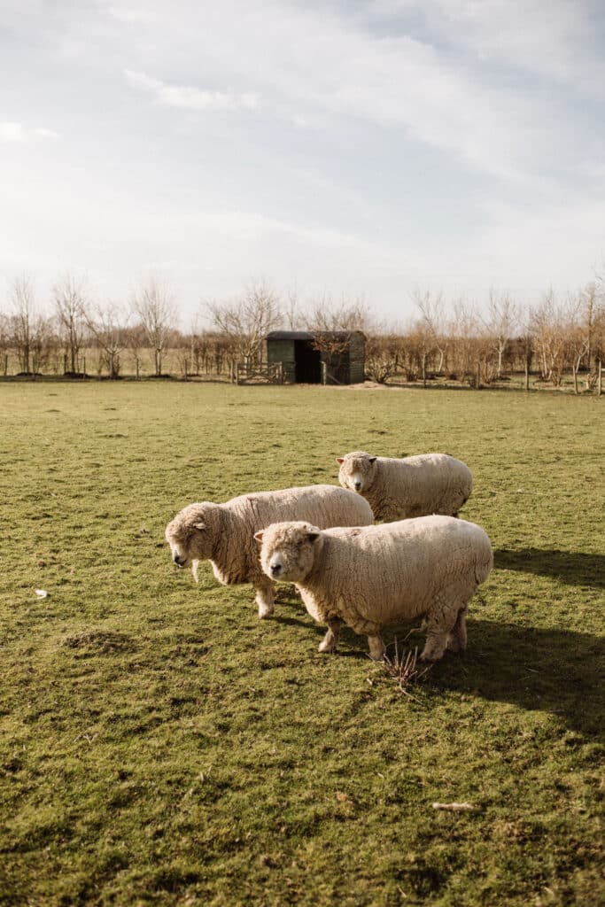 Three sheep in sunshine at farm wedding venue