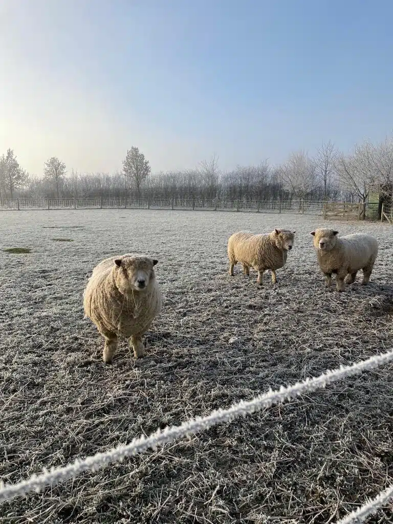 Sheep at farm wedding venue on a frosty day
