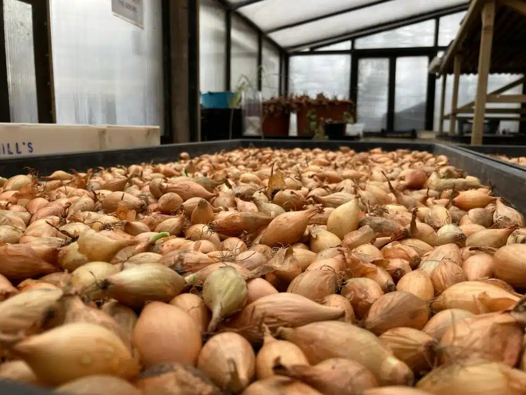 Harvested Onions at Farm wedding venue