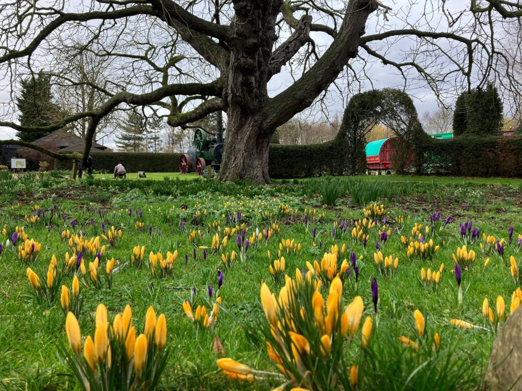 Colourful Purple and yellow crocuses at countryside wedding venue