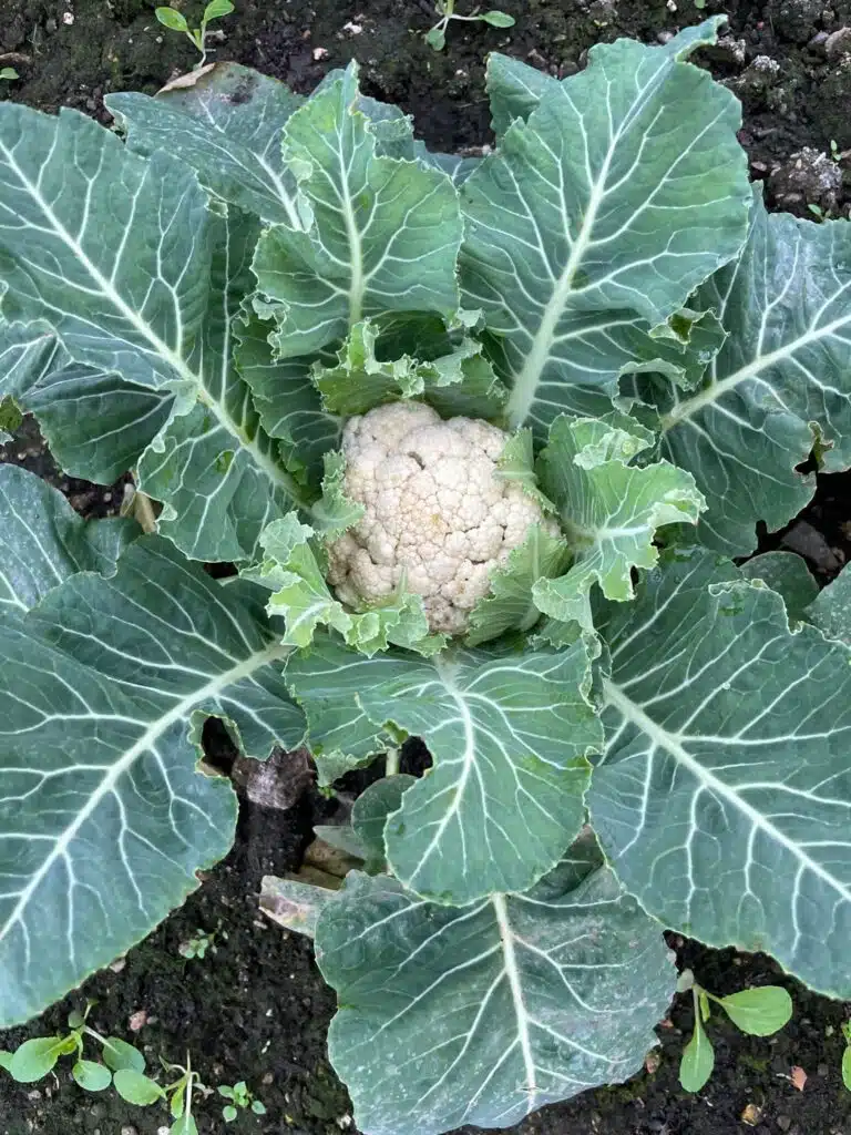 Home grown Cauliflower at Farm Wedding Venue