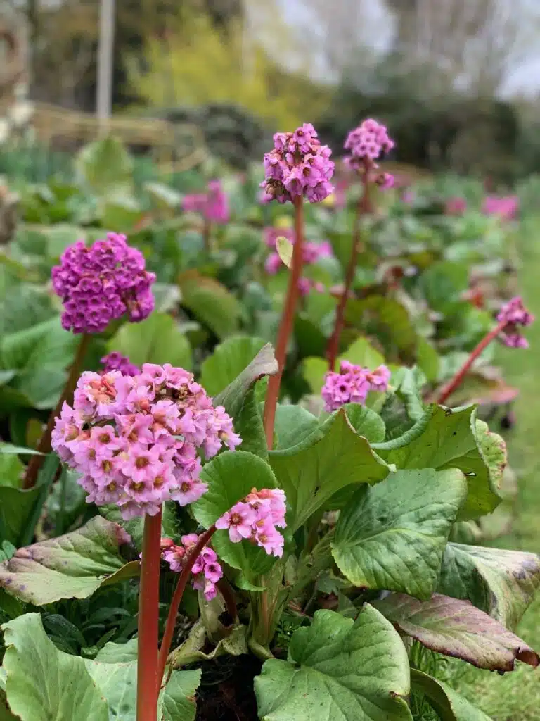 Spring garden with pink blooms