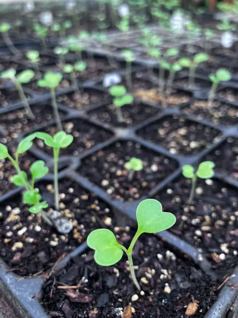 Home grown food at wedding venue
