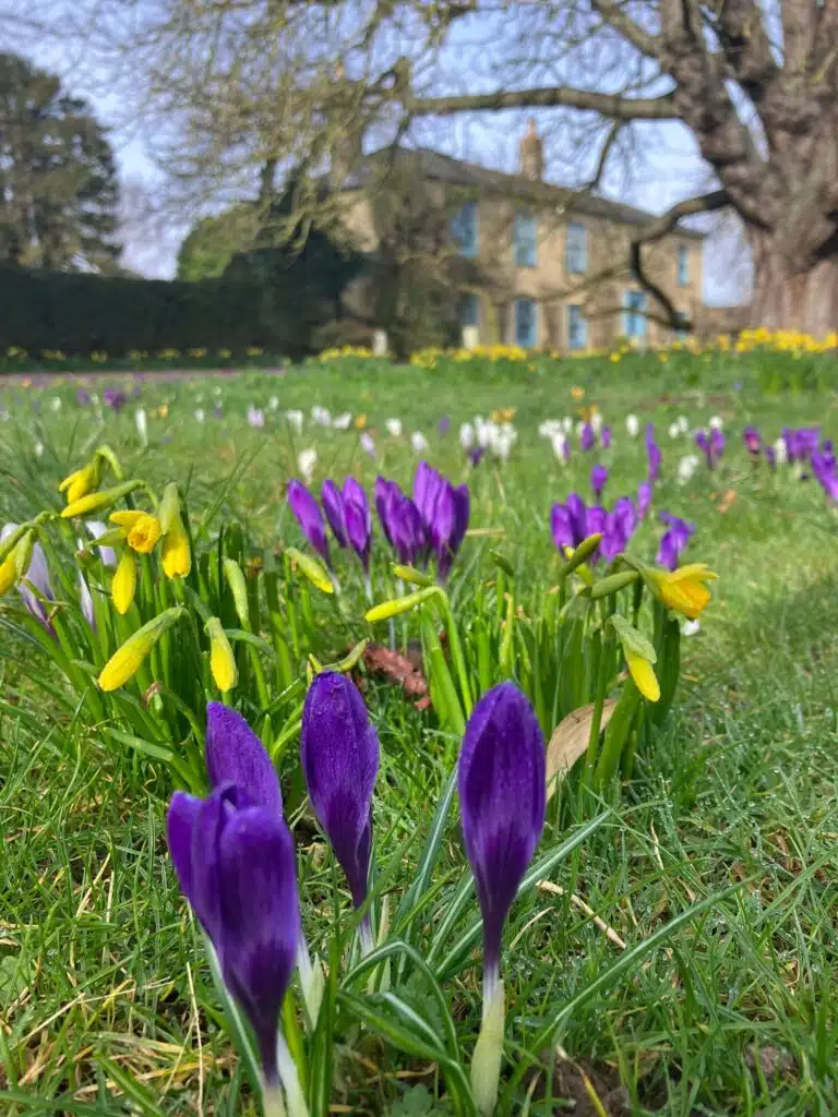 Countrside wedding venue with little purple and yellow spring flowers in the foreground