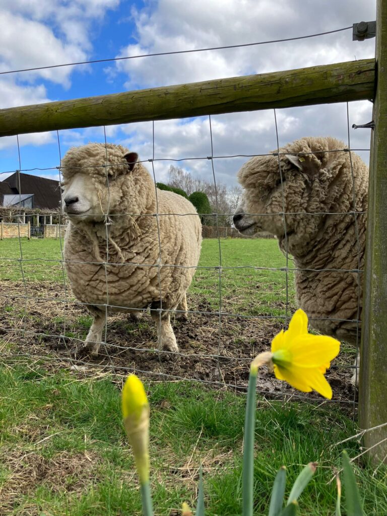 Sheep in paddocks at countryside wedding venue with spring daffodils in foreground