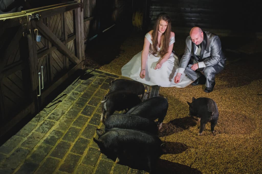 Bride and groom on their wedding day at farm wedding venue having photographs with piglets