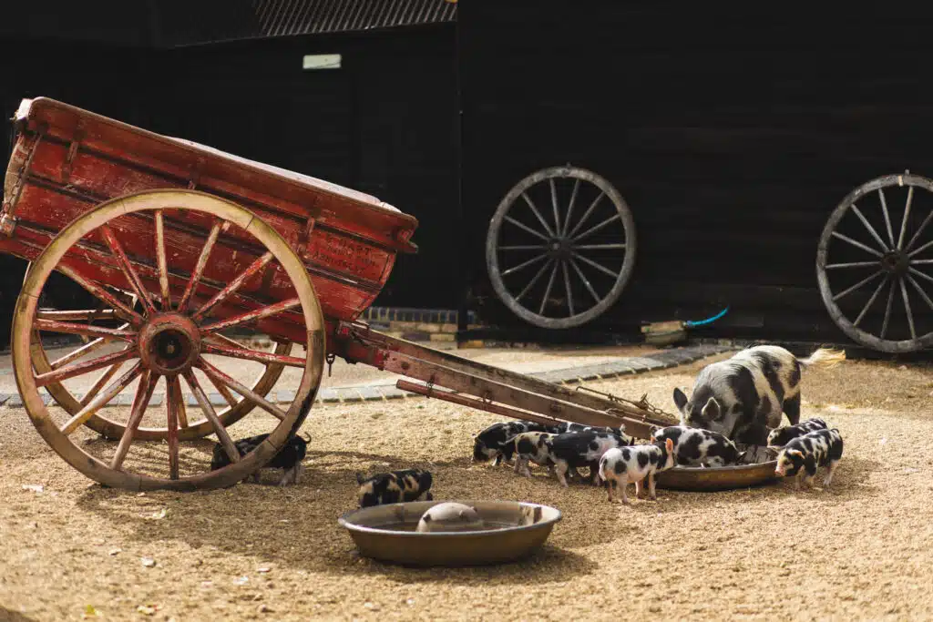 Piglets playing in barnyard by rustic red horse cart 