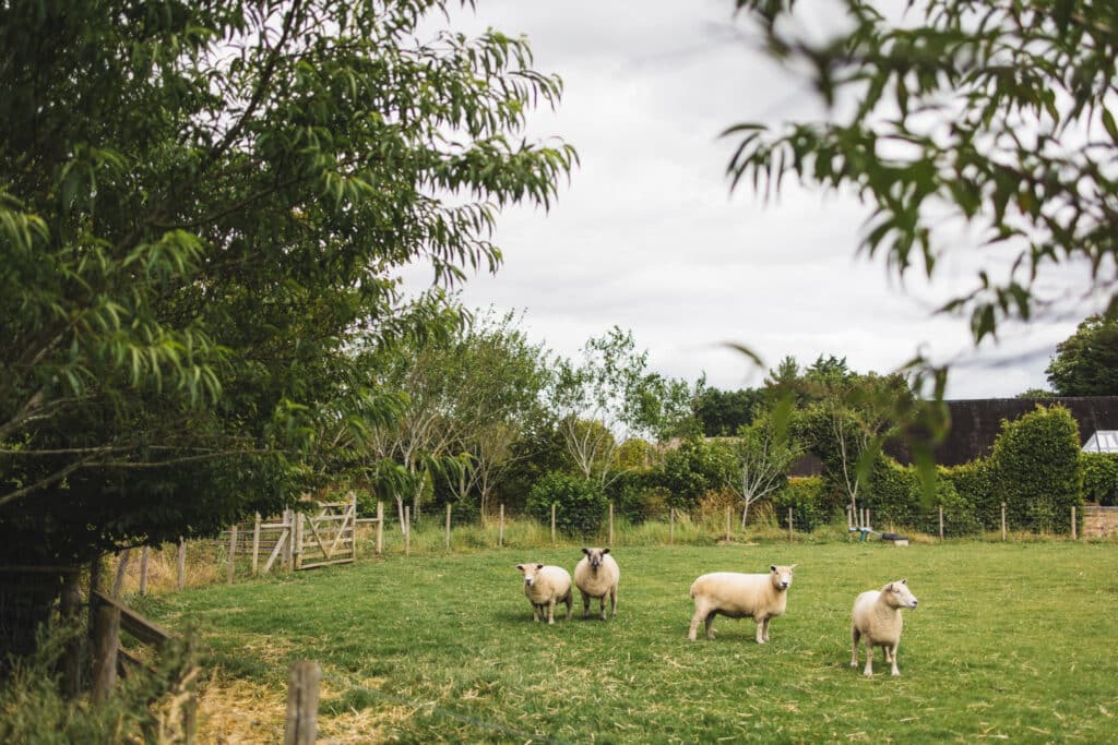 Sheep in paddocks at countryside farm wedding venue 