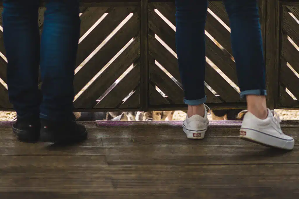 Guests looking at cute piglets at barn wedding venue open day event 