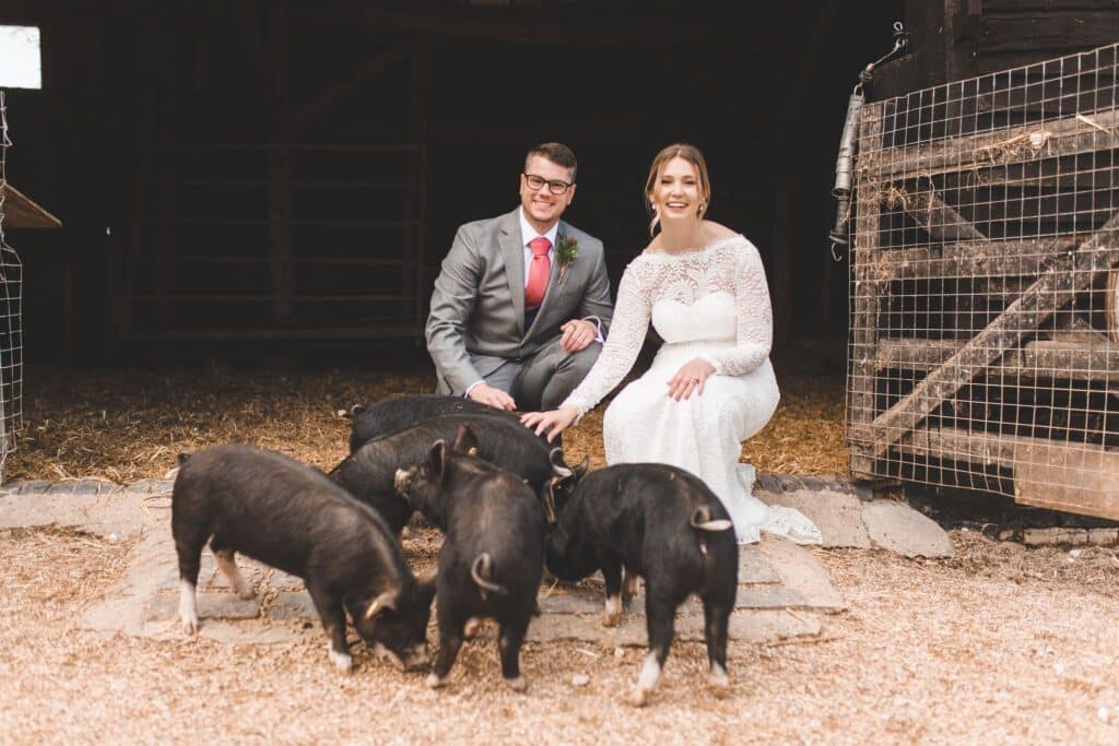 Bride and groom pose at farm wedding venue for photo with piglets