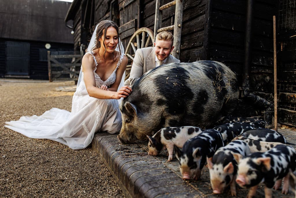 Bride and groom with piglets on wedding day at farm wedding venue