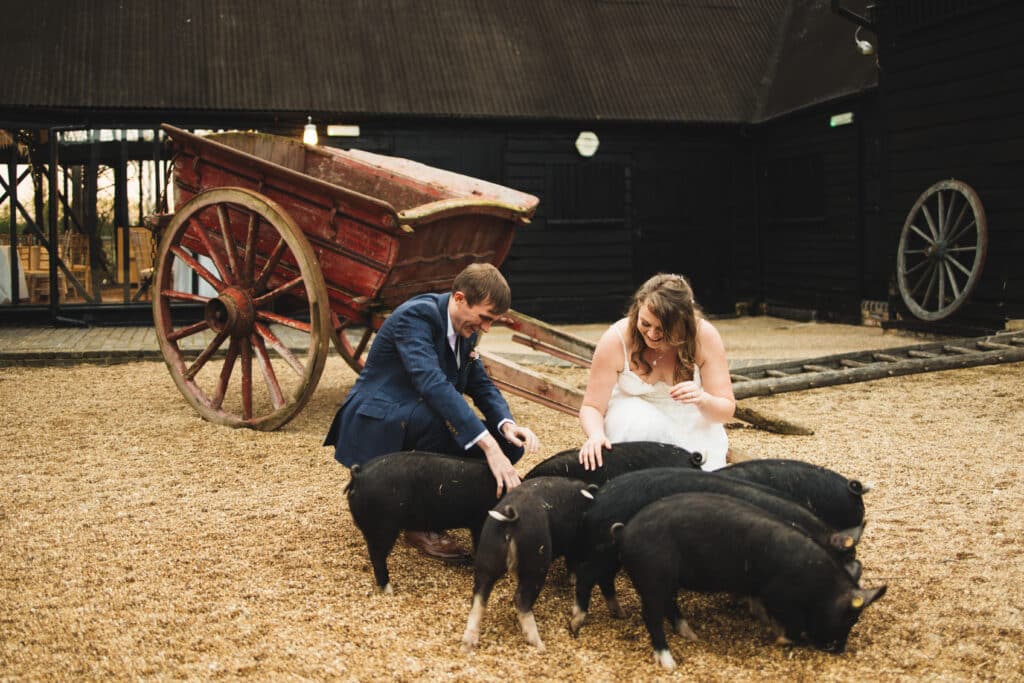 Bride and Groom and farm wedding venue with piglets 
