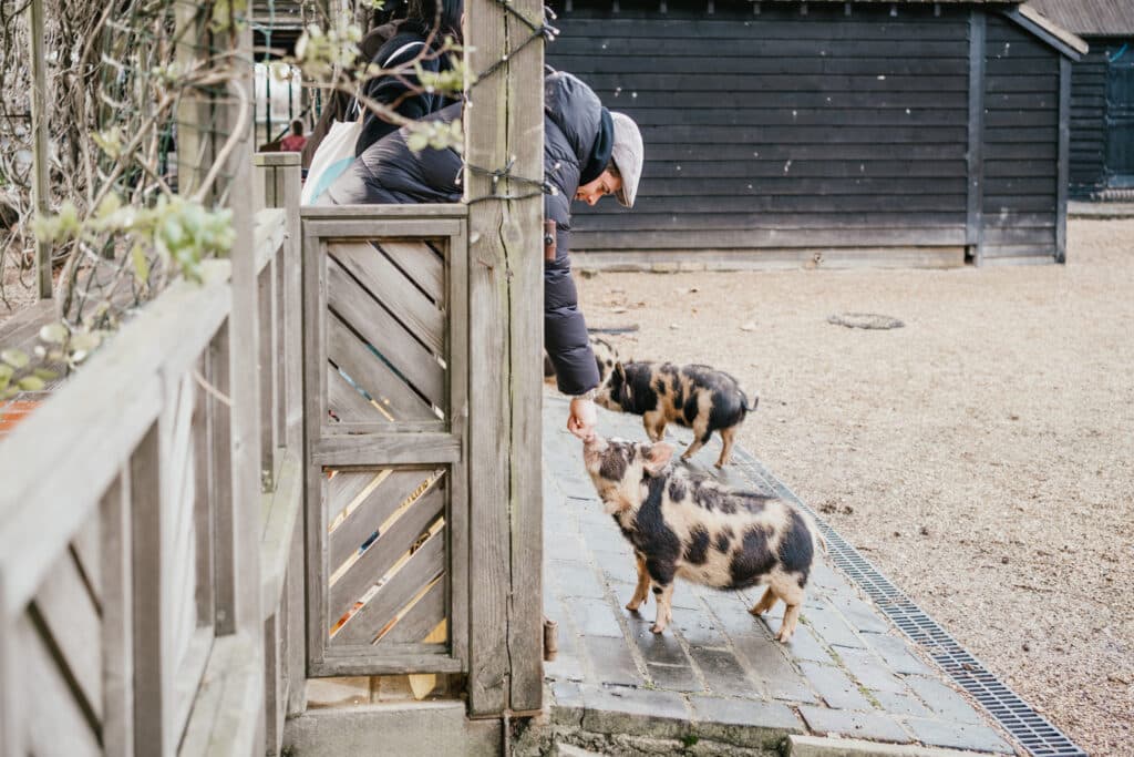 Guest at farm wedding venue open day saying hello to piglets in barnyard