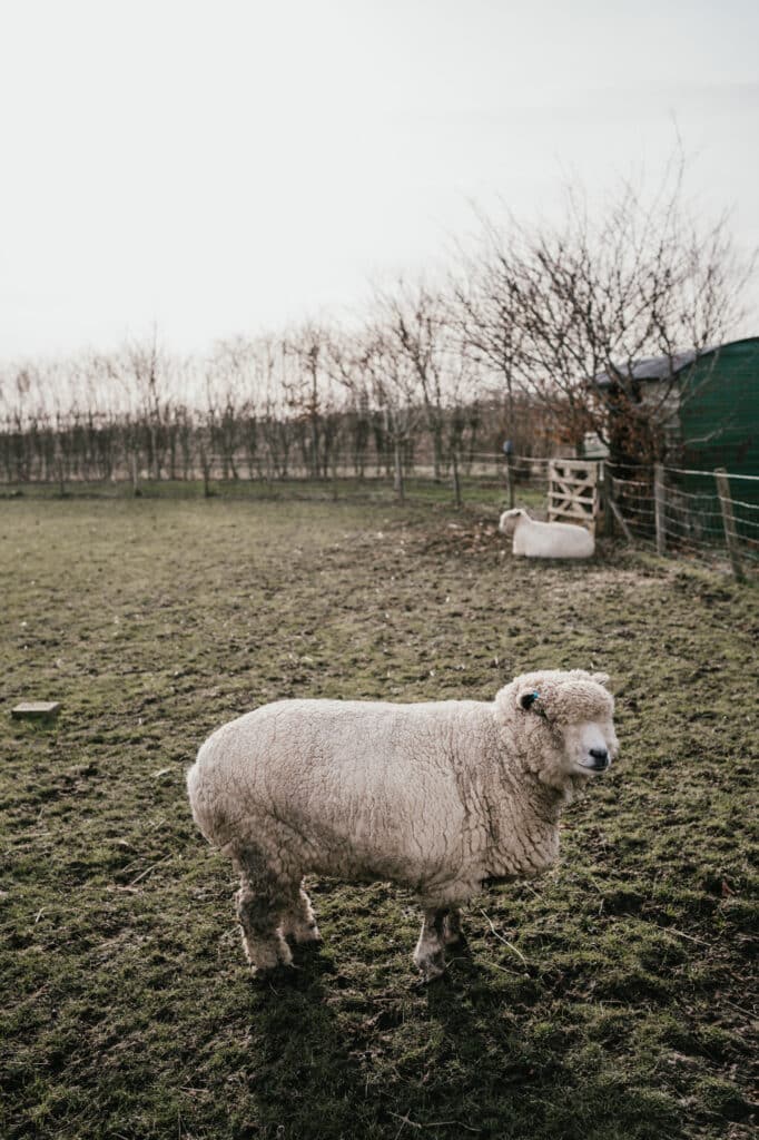 Sheep at countryside wedding venue 