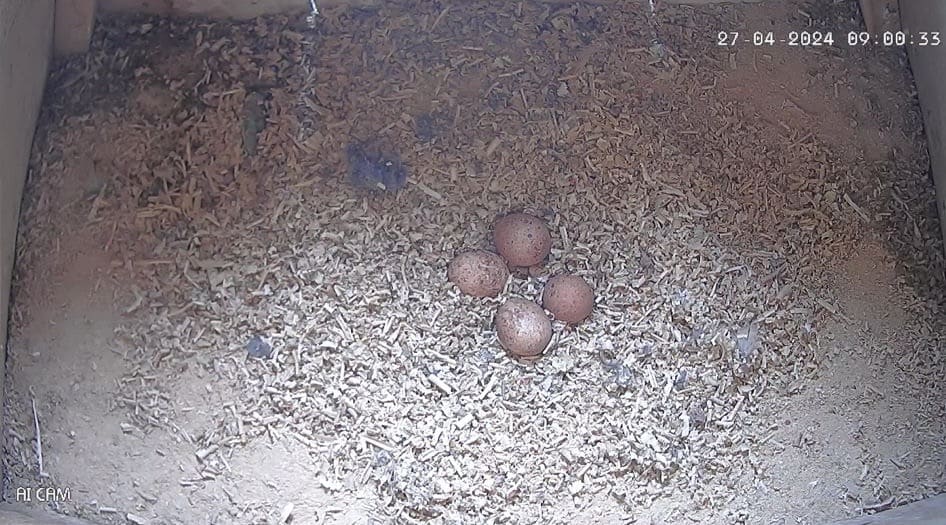 Kestrel eggs in nesting box 