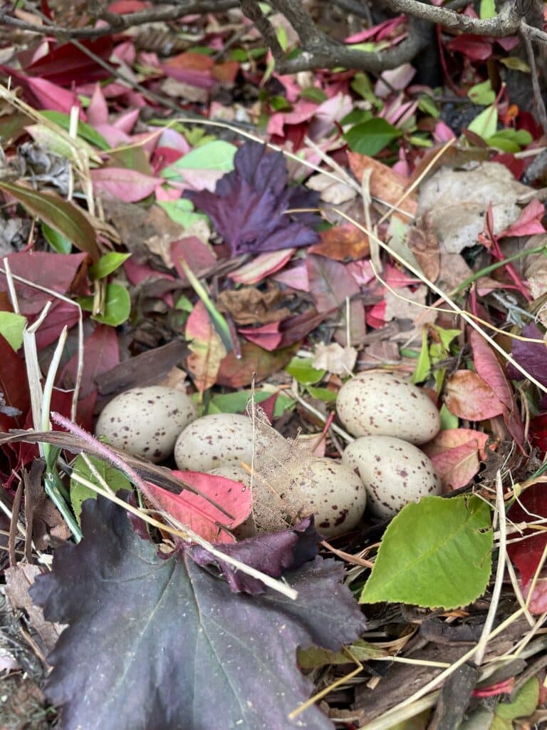Moorhen eggs nestled in colourful leaves 