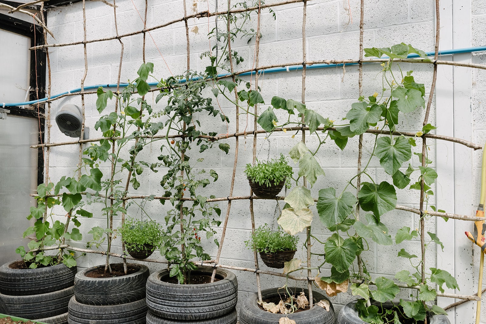 Organic Crops grown in tyres and climbing rope frame at South Farm